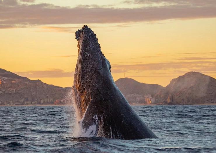 Whale Escape & Cabo Solmar Resort Cabo San Lucas Whale Escape & Cabo Solmar Resort Cabo San Lucas