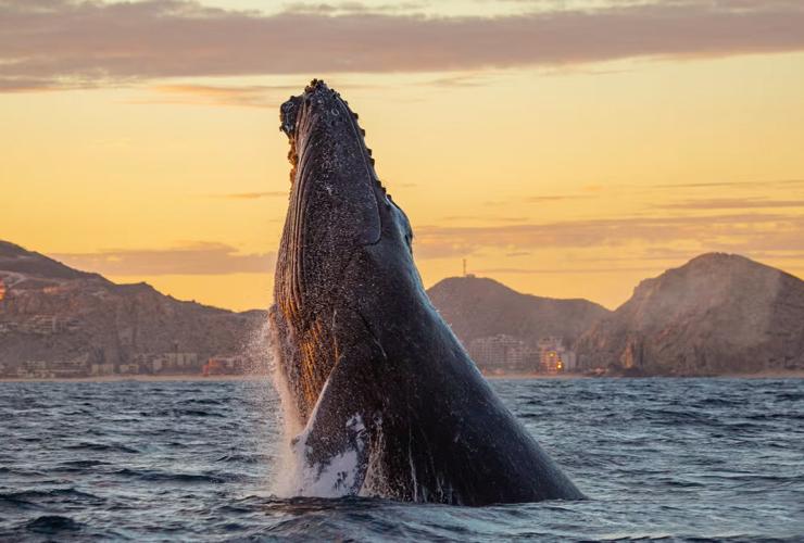 Whale Watching Package : Stay + One whale-watching experience. Solmar Resort Cabo San Lucas Whale Watching Package : Stay + One whale-watching experience. Solmar Resort Cabo San Lucas